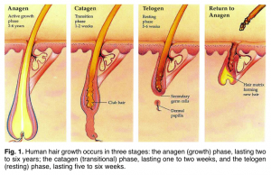 Normal Daily Hair Loss with Trichologist Brisbane