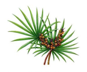 Natural DHT Inhibitors with Trichologist Brisbane