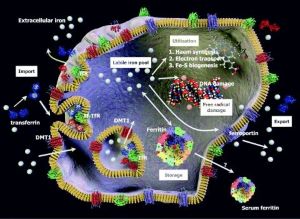 Low Ferritin Hair Loss